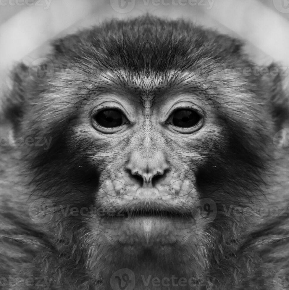 un hermosa negro y blanco retrato de un mono a cerca rango ese mira a el cámara. macaca foto