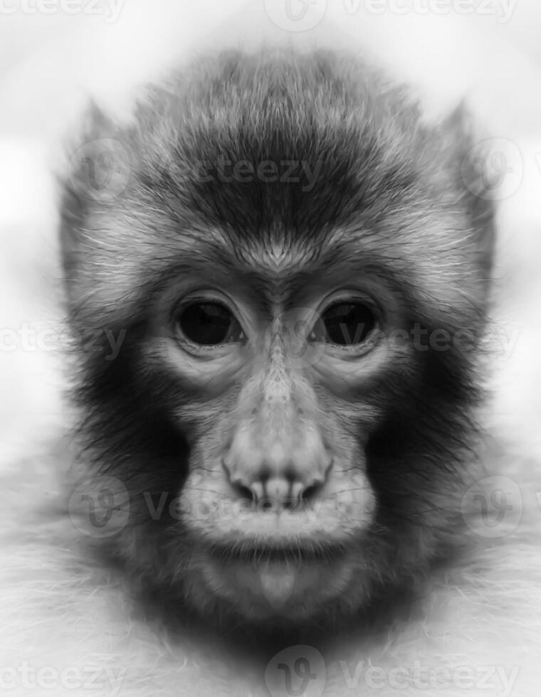 A beautiful black and white portrait of a monkey at close range that looks at the camera. Macaca. photo