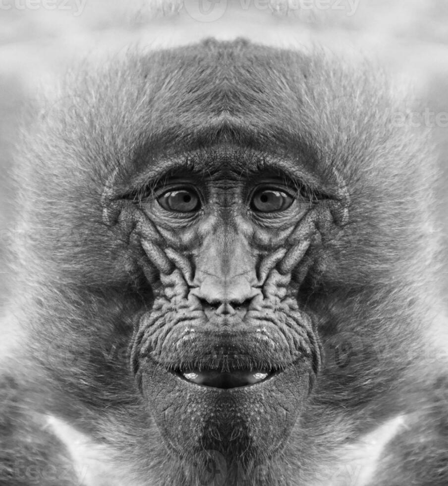 A beautiful black and white portrait of a monkey at close range that looks at the camera photo