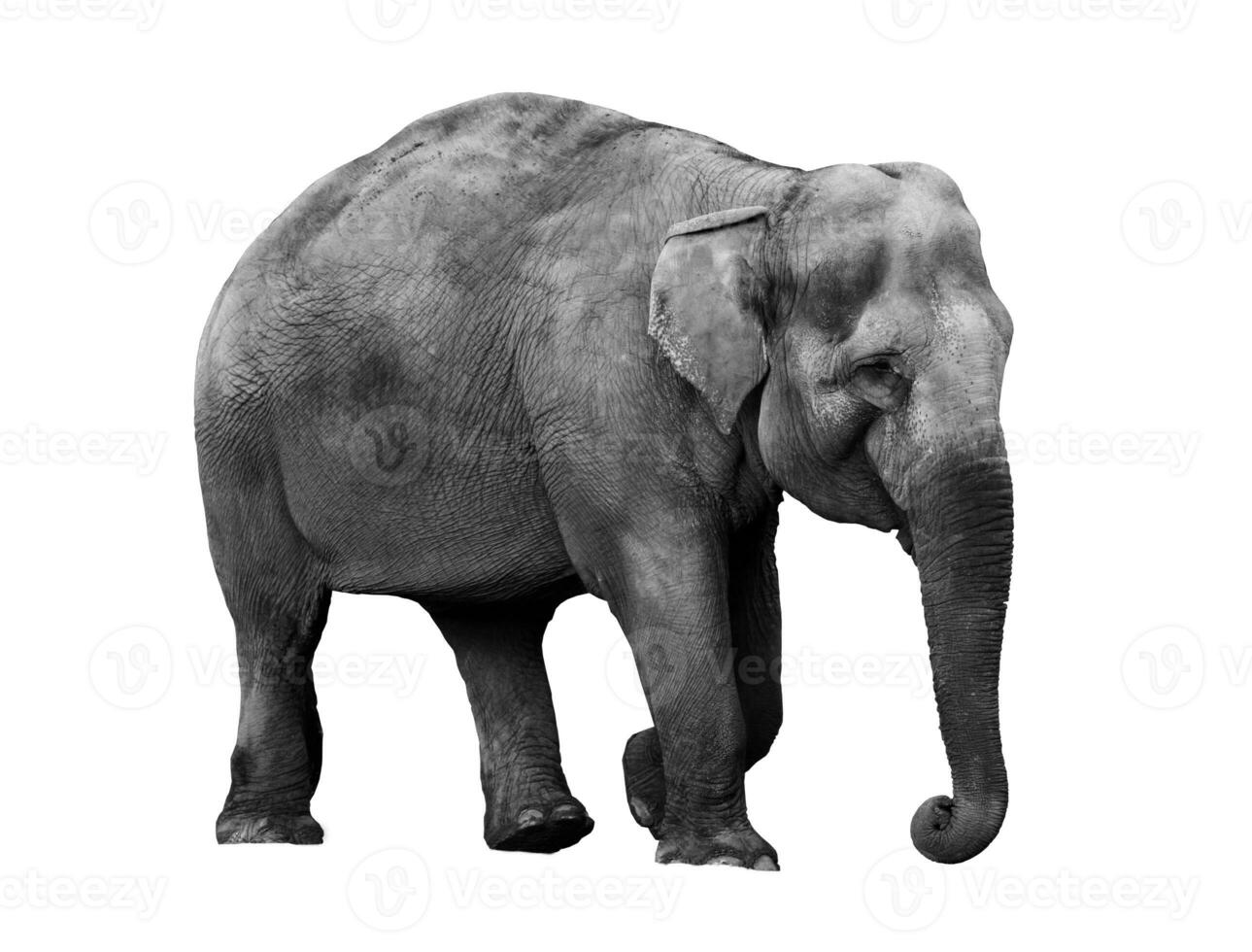 Black and white portrait of an African elephant on a white background. Wild animal photo