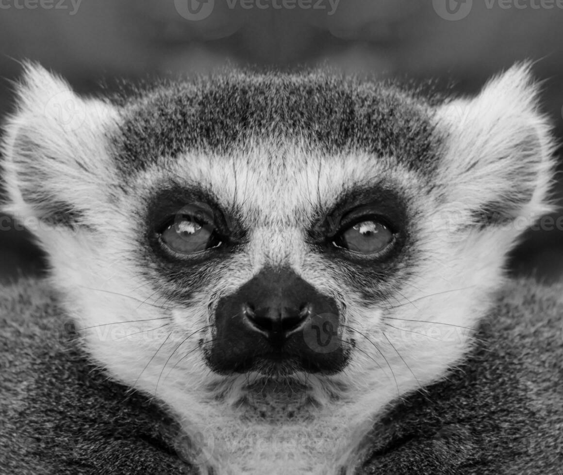 A beautiful black and white portrait of a monkey at close range that looks at the camera. Lemur. photo