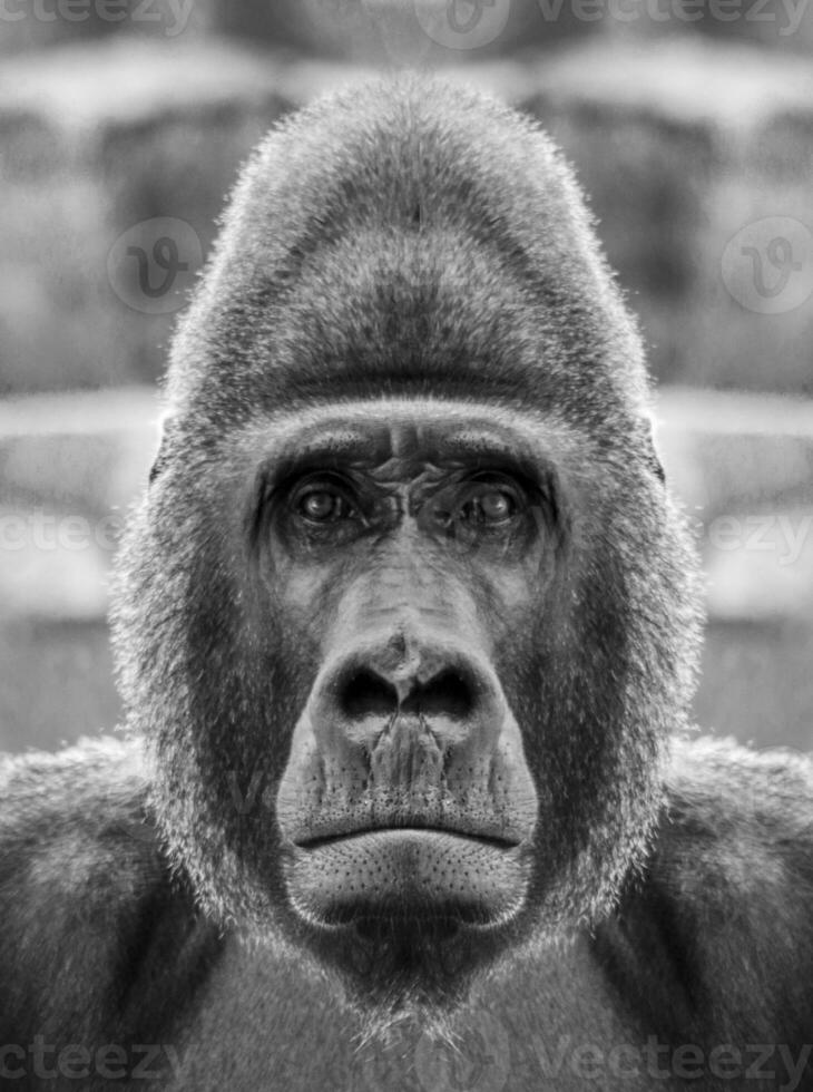 A beautiful black and white portrait of a monkey at close range that looks at the camera. Gorilla photo