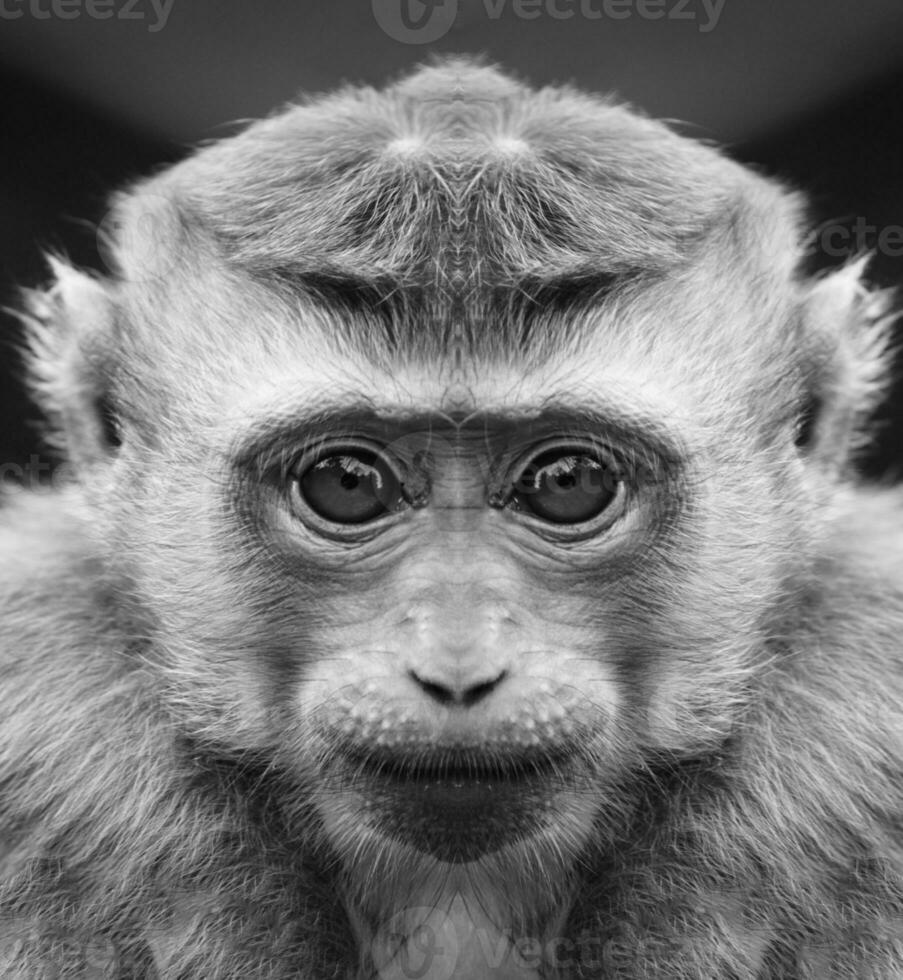 A beautiful black and white portrait of a monkey at close range that looks at the camera. Macaca. photo