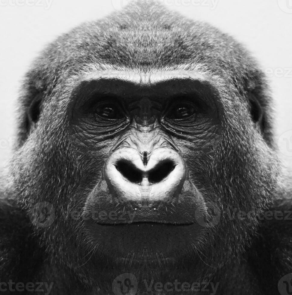 A beautiful black and white portrait of a monkey at close range that looks at the camera. Gorilla. photo