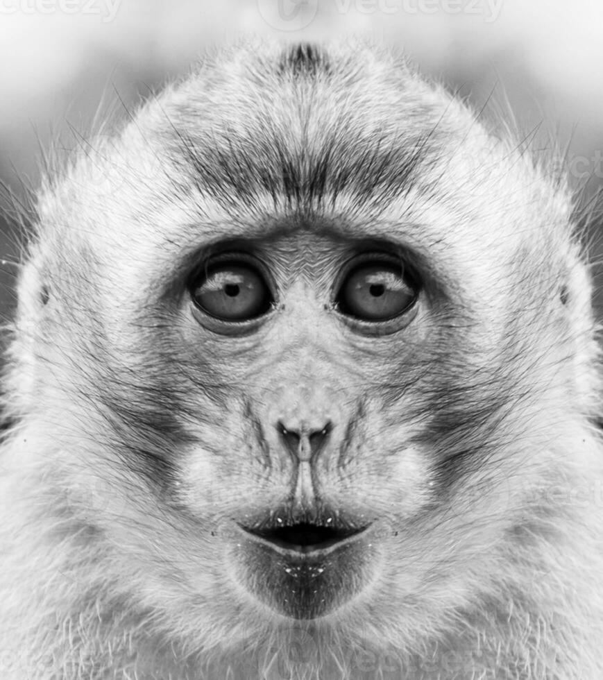 A beautiful black and white portrait of a monkey at close range that looks at the camera. Macaca. photo