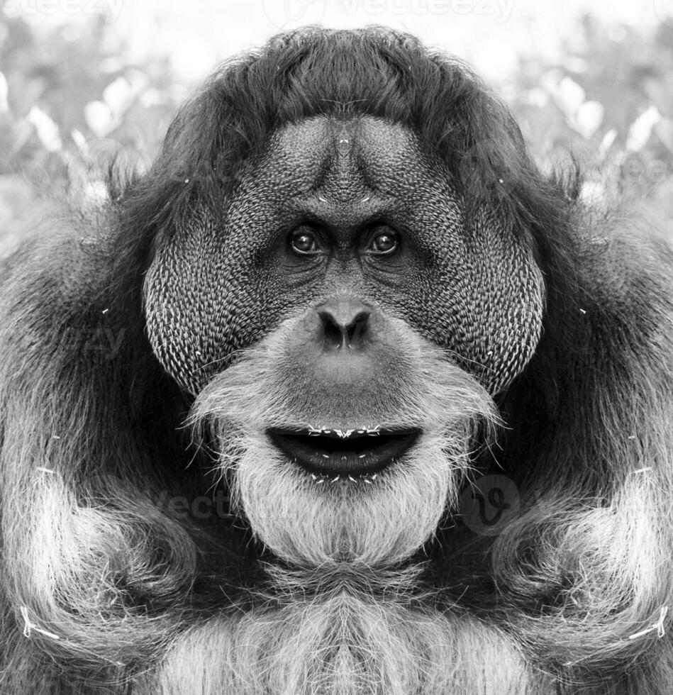 un hermosa negro y blanco retrato de un mono a cerca rango ese mira a el cámara. orangután foto