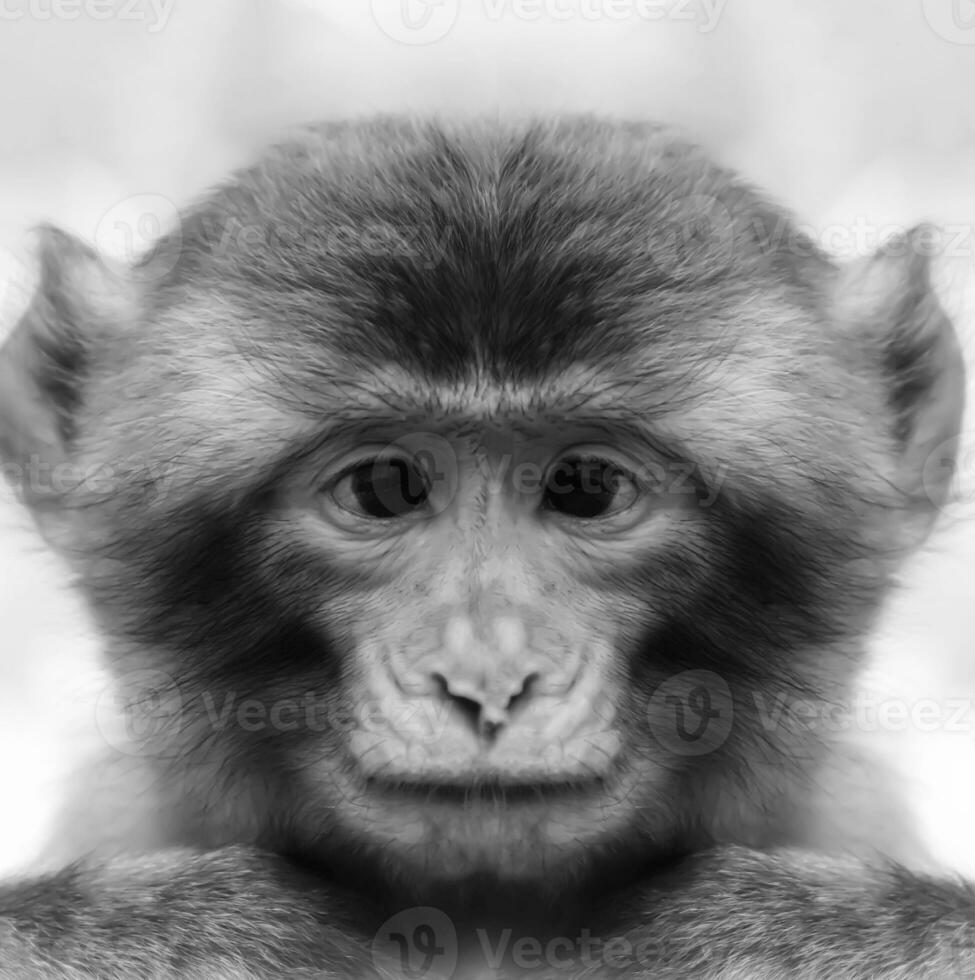 A beautiful black and white portrait of a monkey at close range that looks at the camera. Macaca. photo