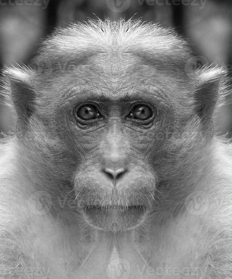 A beautiful black and white portrait of a monkey at close range that looks at the camera. Macaca. photo