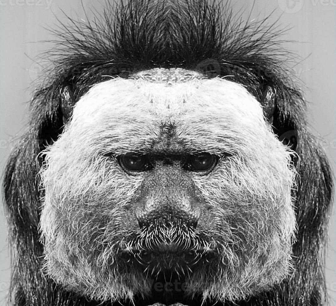A beautiful black and white portrait of a monkey at close range that looks at the camera. Saki. photo