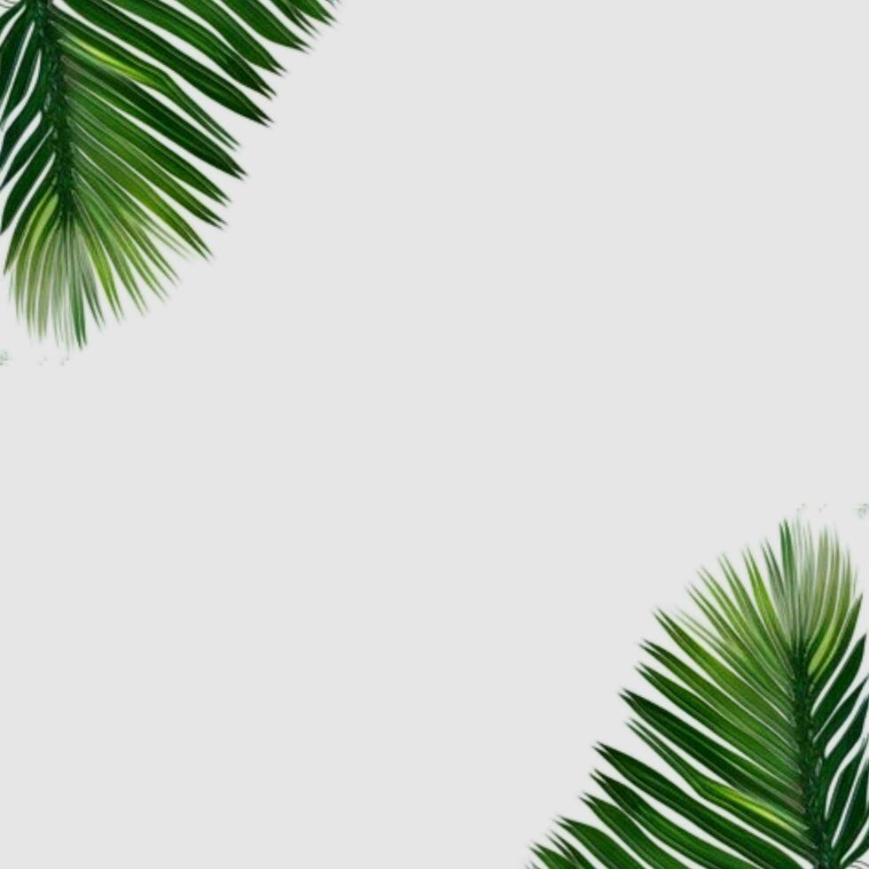 Tropical green palm leaves border frame on white background, green background, green leaves border, Leafy Border, Nature Greenery leaves frame, Botanical leaves border photo