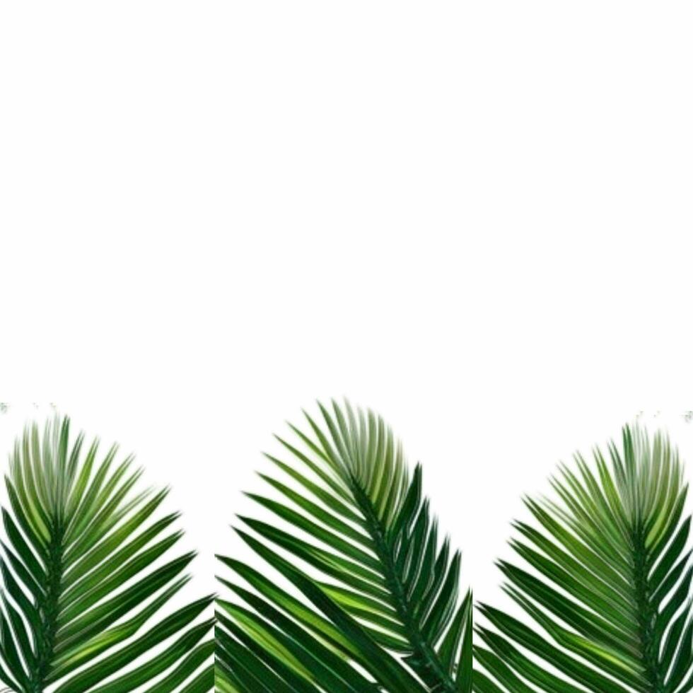 Tropical green palm leaves border frame on white background, foliage border background, green leaves background, green background, green leaves border, Leafy Border photo