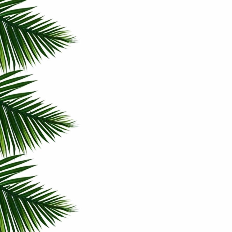 Tropical green palm leaves border frame on transparent background, foliage border background, green leaves background, green background, green leaves border, Leafy Border photo