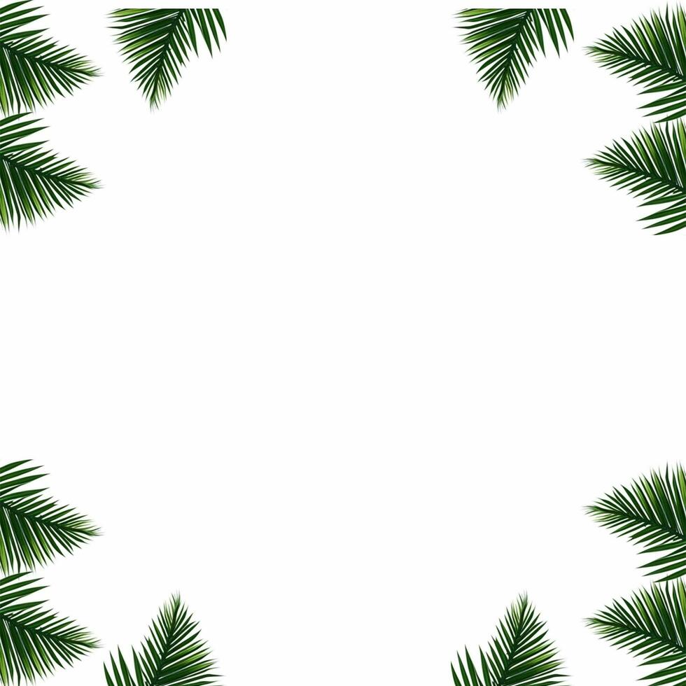 Tropical green palm leaves border frame on white background, green background, green leaves border, Leafy Border, Nature Greenery leaves frame, Botanical leaves border photo