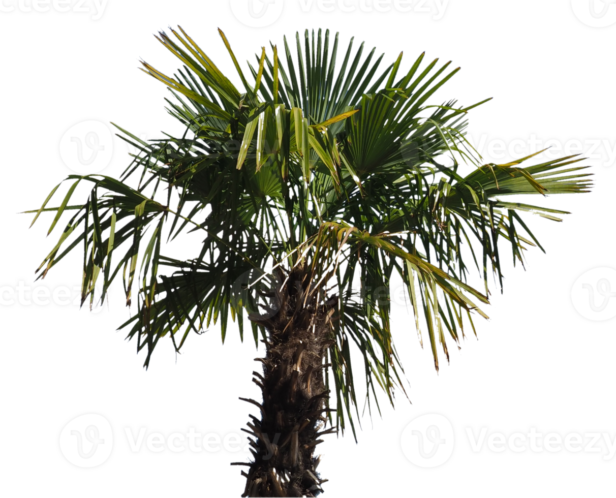 palm tree transparent PNG