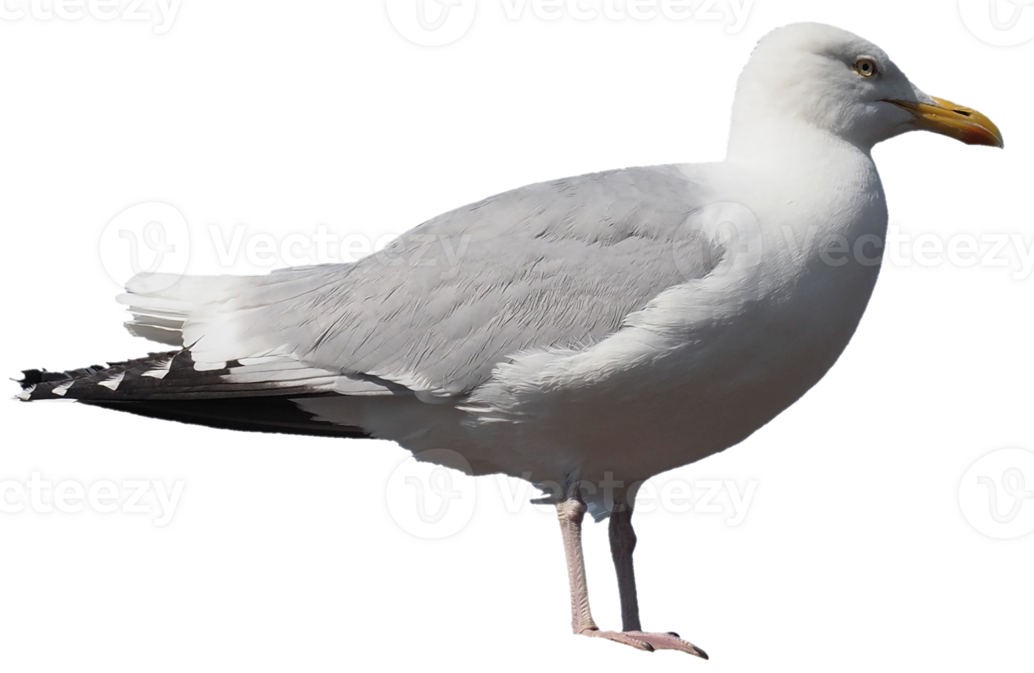 seagull bird transparent PNG