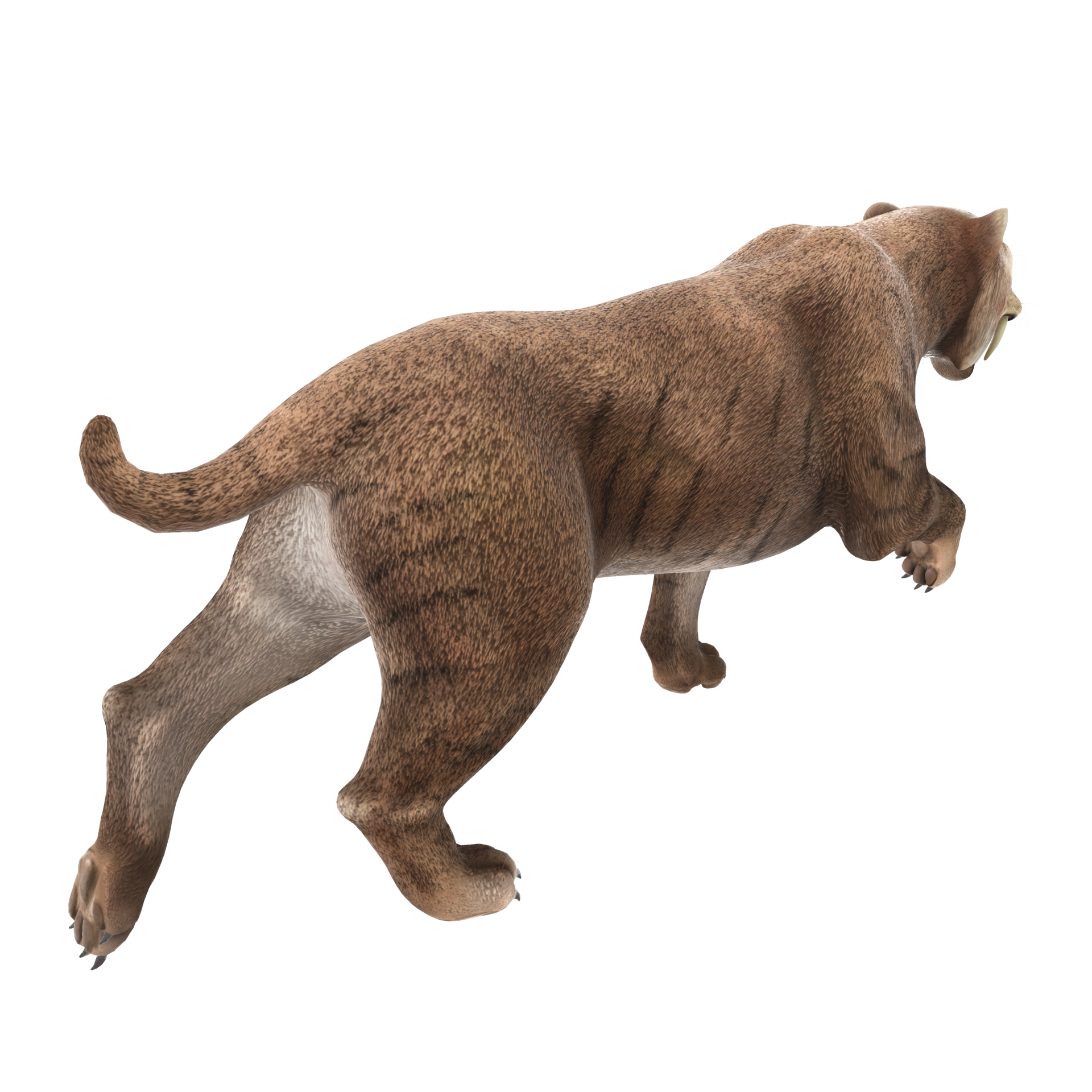 Saber Tooth Tiger Drawing Free Download On Clipartmag - vrogue.co