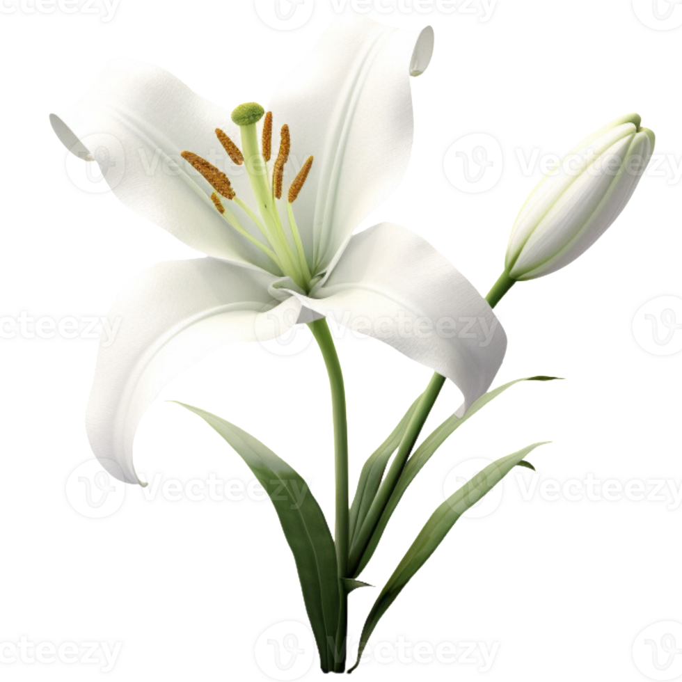 3D Lily aesthetic png
