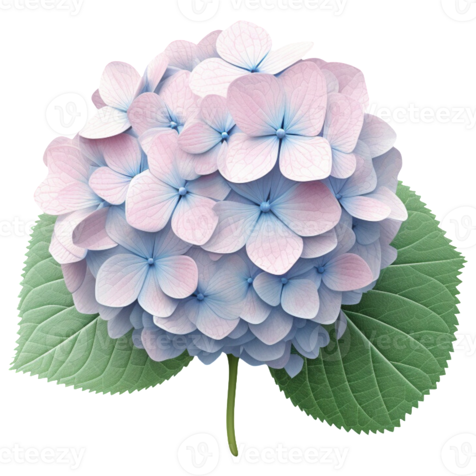3D Hydrangea aesthetic png