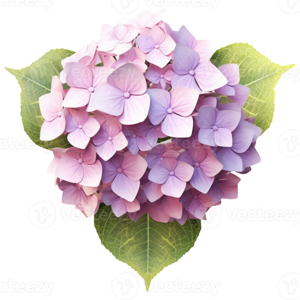 3D Hydrangea aesthetic png