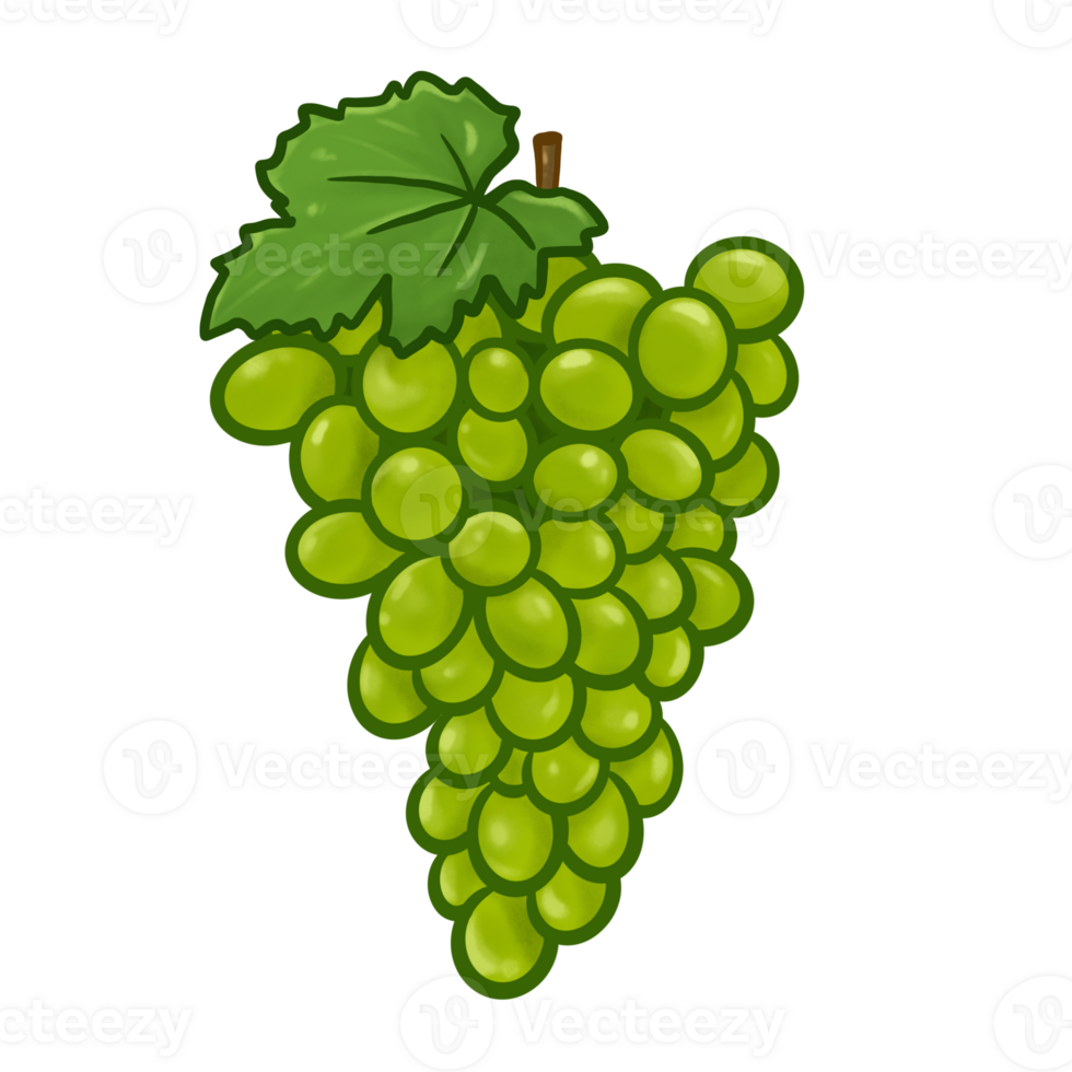 illustratore di verde uva frutta png