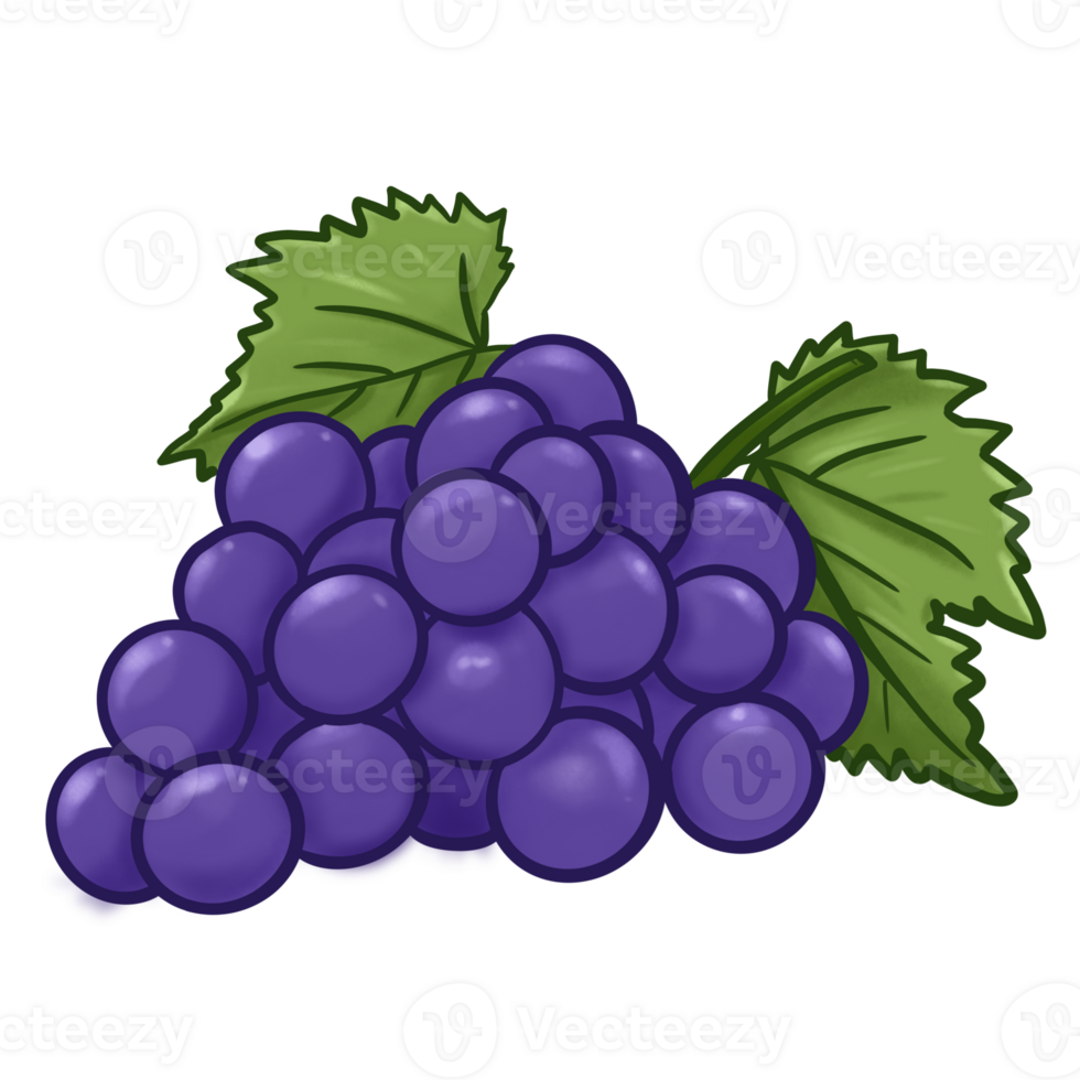 illustratore di uva frutta png