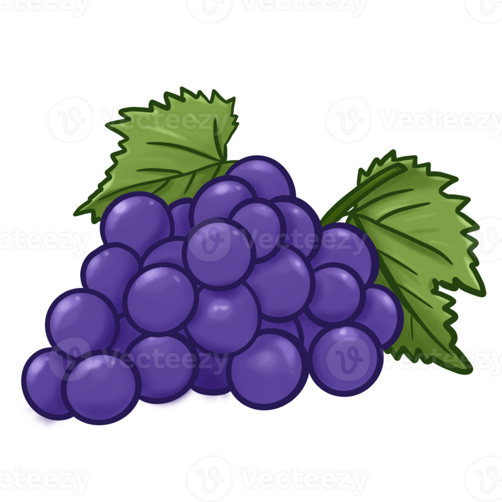 Illustrator of grape fruit png