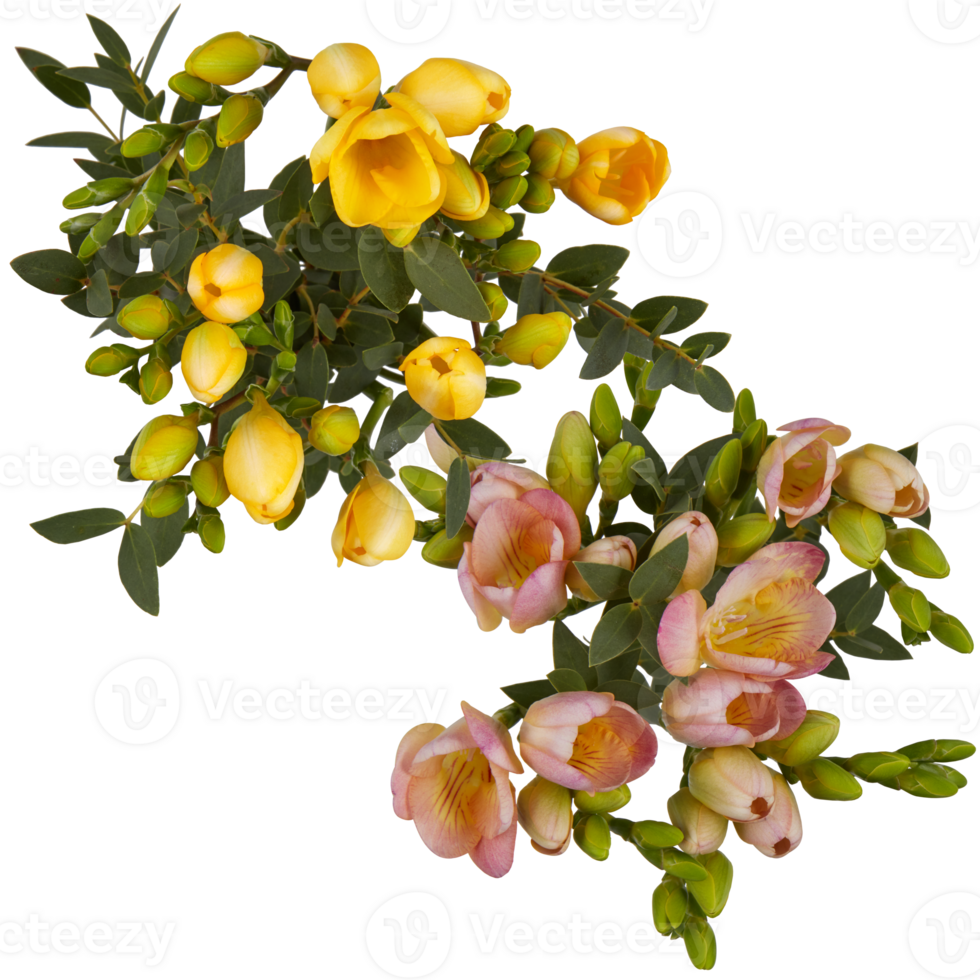 Spring wildflowers in full bloom that are amazing Polygala myrtifolia flower cut out isolated transparent background png