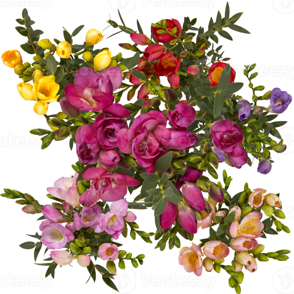 Spring wildflowers in full bloom that are amazing Polygala myrtifolia flower cut out isolated transparent background png