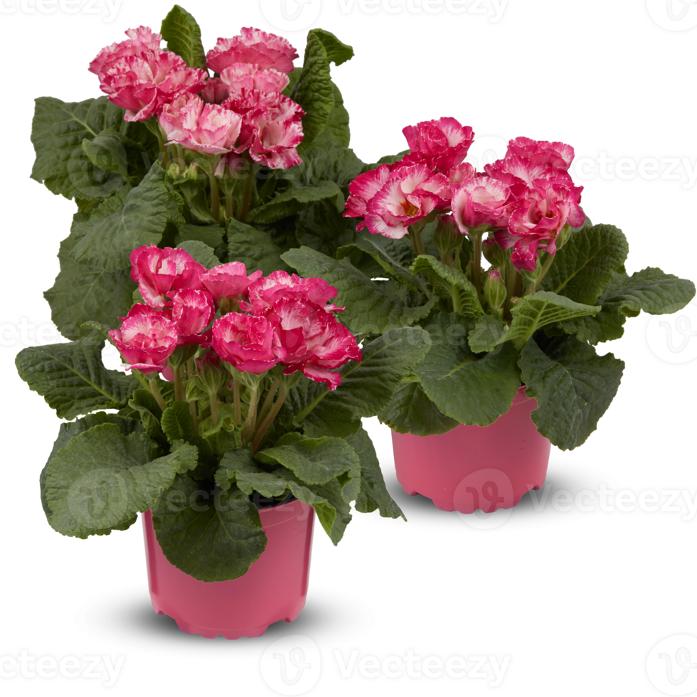 Primula obconica Primrose cut out isolated transparent background png