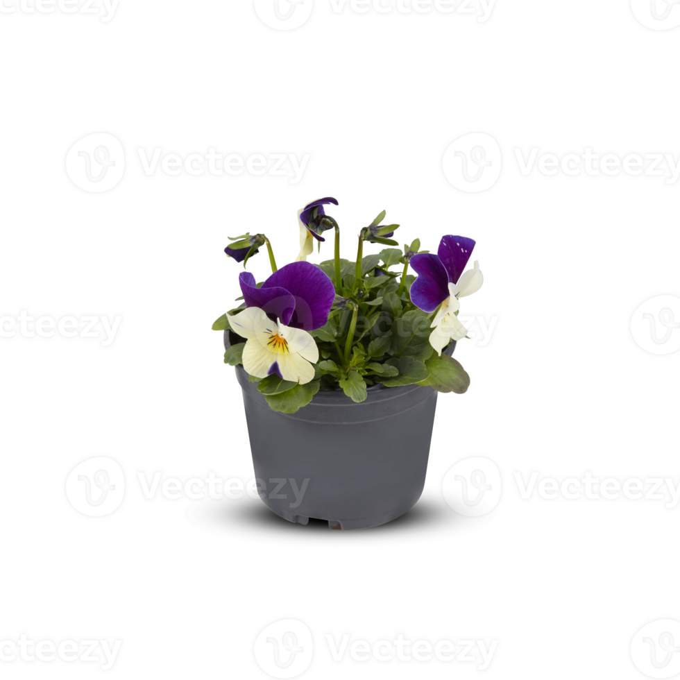 pensamientos viola ramo de flores flor interior plantas en ollas cortar fuera aislado transparente antecedentes png