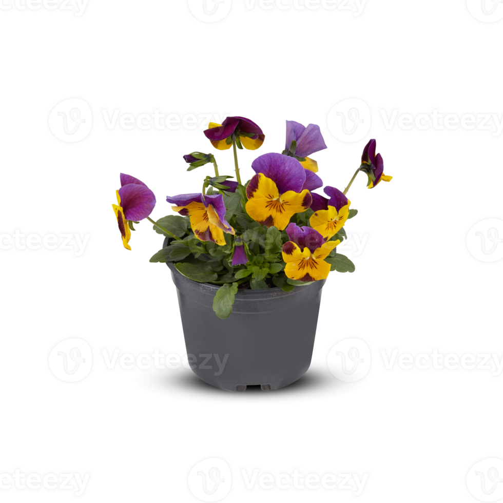 pensamientos viola ramo de flores flor interior plantas en ollas cortar fuera aislado transparente antecedentes png