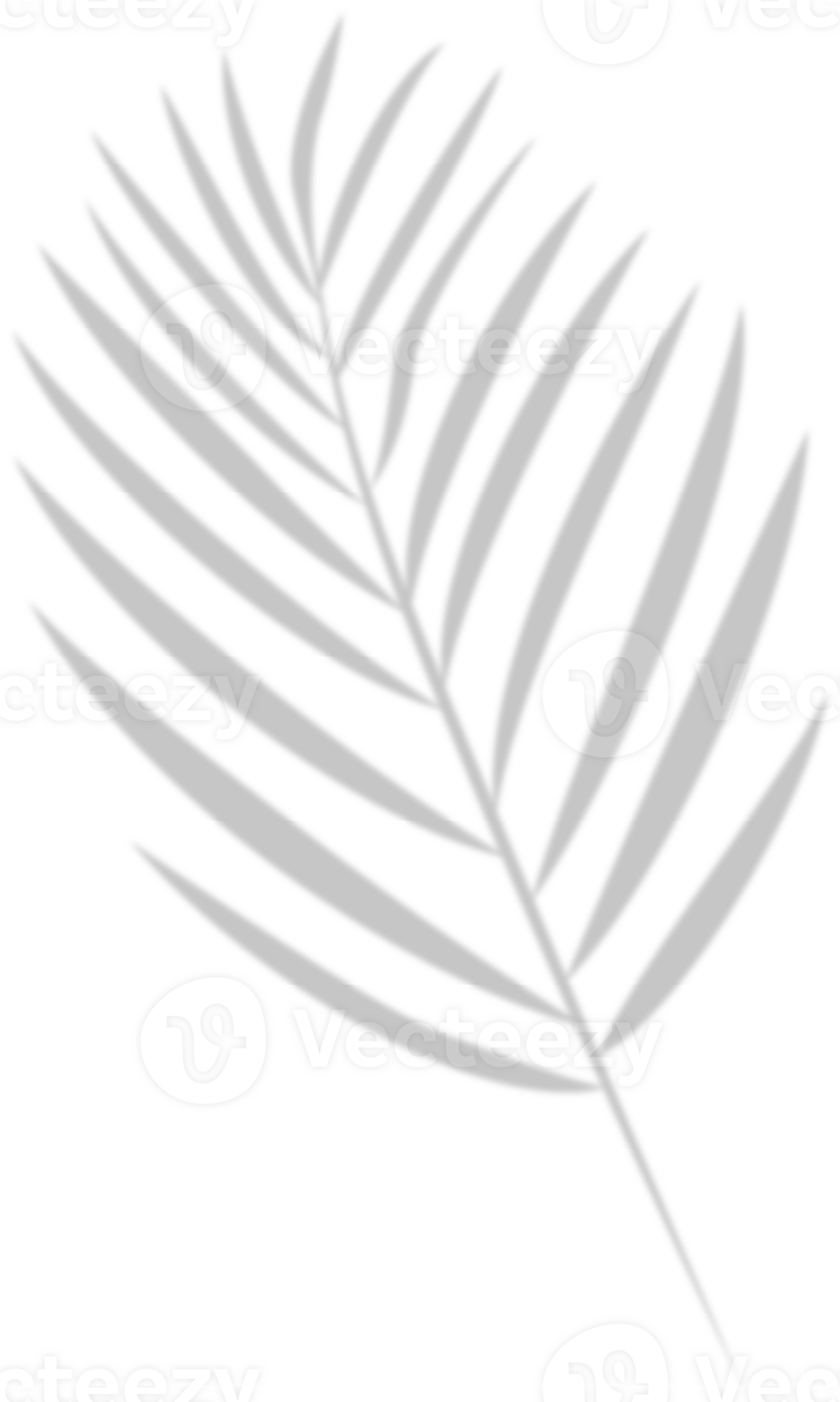 Shadow of palm branch. 26852988 PNG