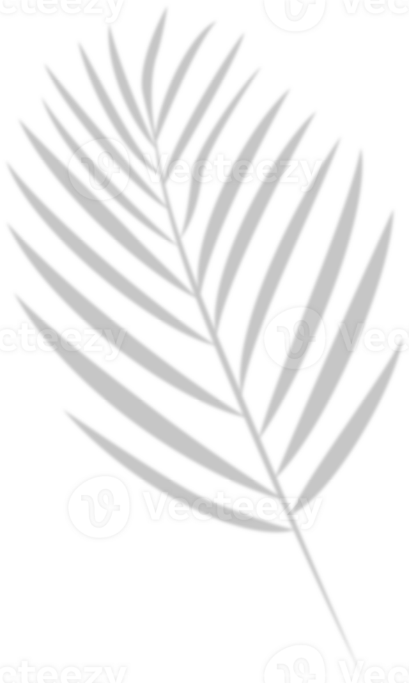 Shadow of palm branch. png