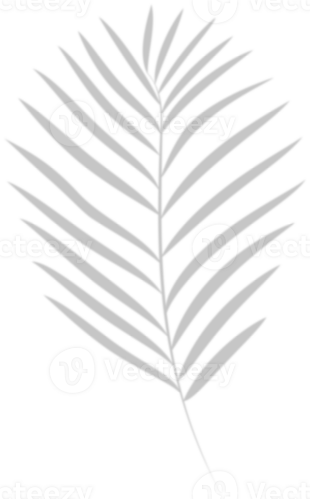 Soft blurred shadow of palm leaves. png