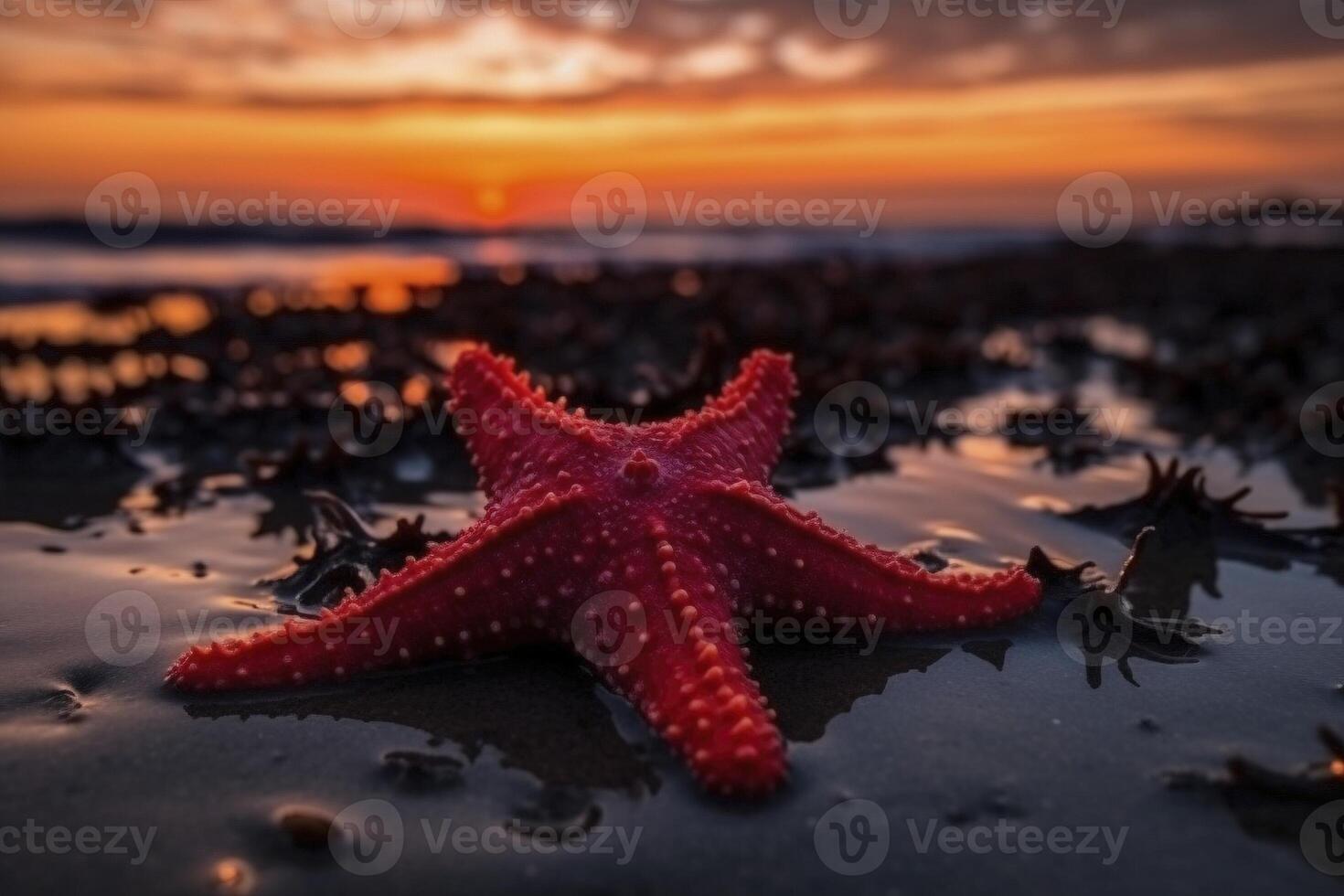 Red seastar on the sadny beach at sunset, created with generative AI photo