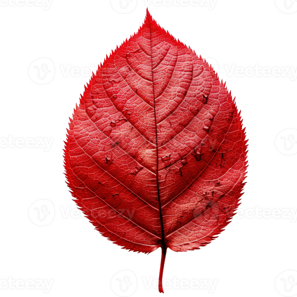 Red leaf isolated on white background, created with generative AI png