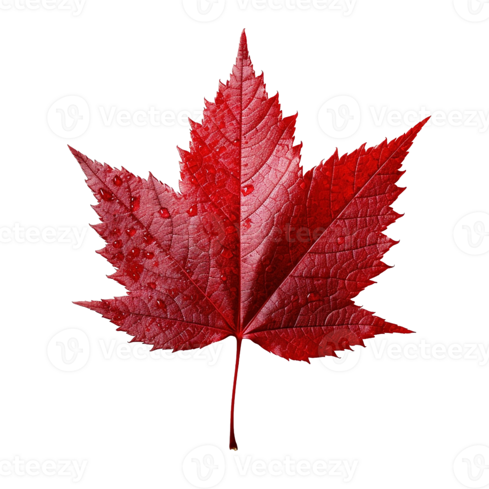 Red maple leaf isolated on transparent background, created with generative AI png