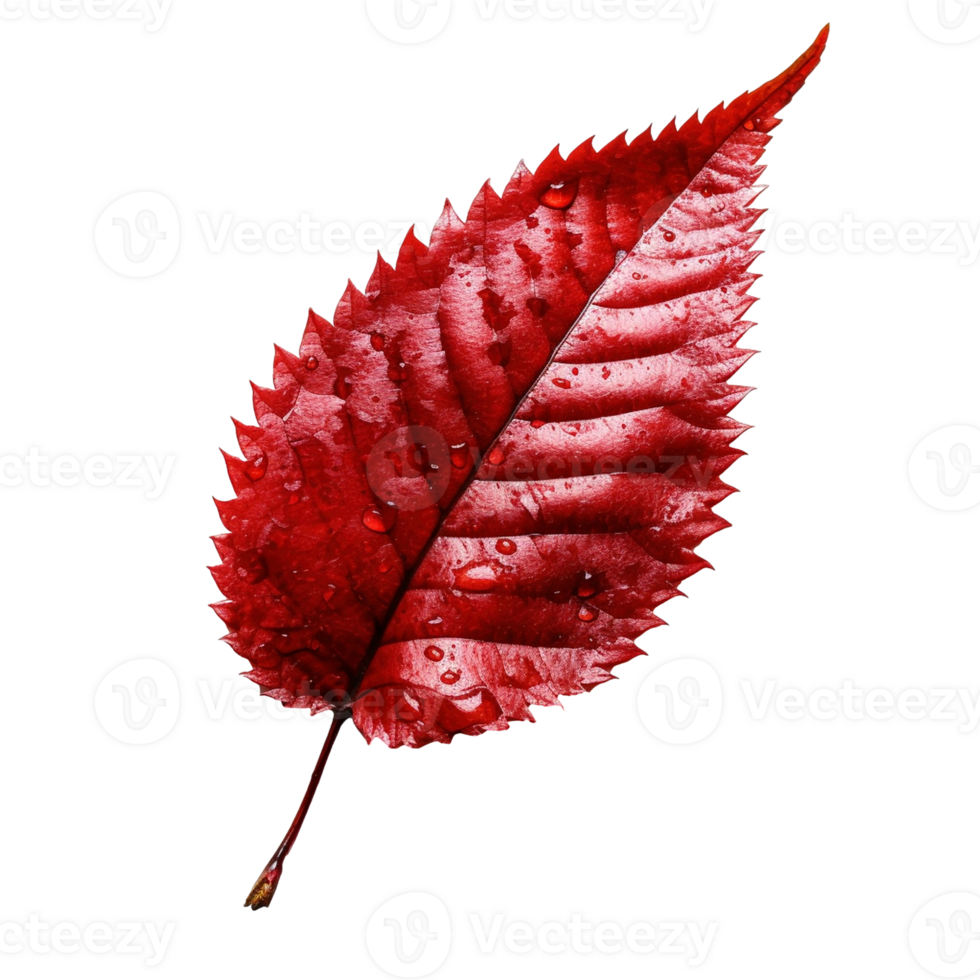 Red leaf isolated on transparent background, created with generative AI png