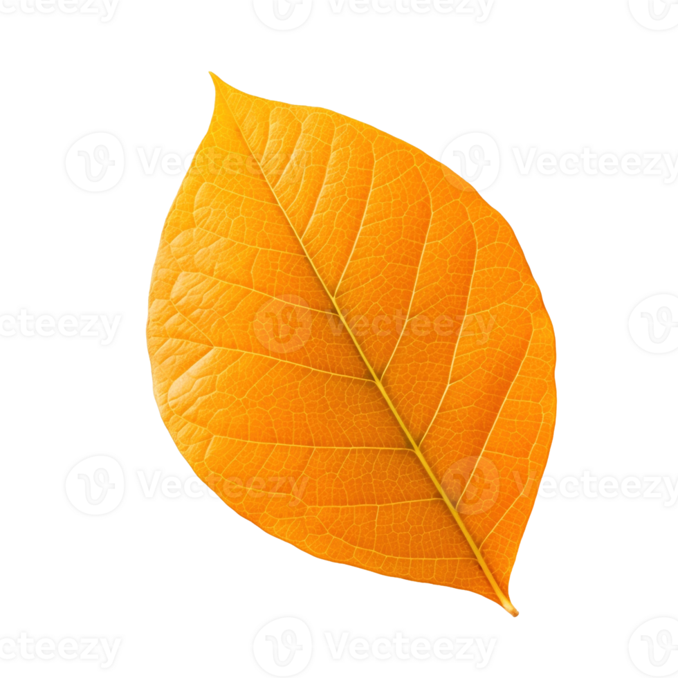 Orange leaf isolated on transparent background, created with generative AI png