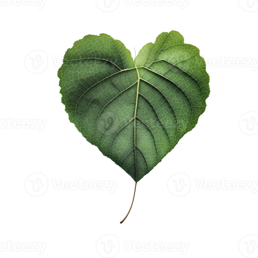 Green heart shape leaf isolated on transparent background, created with generative AI png