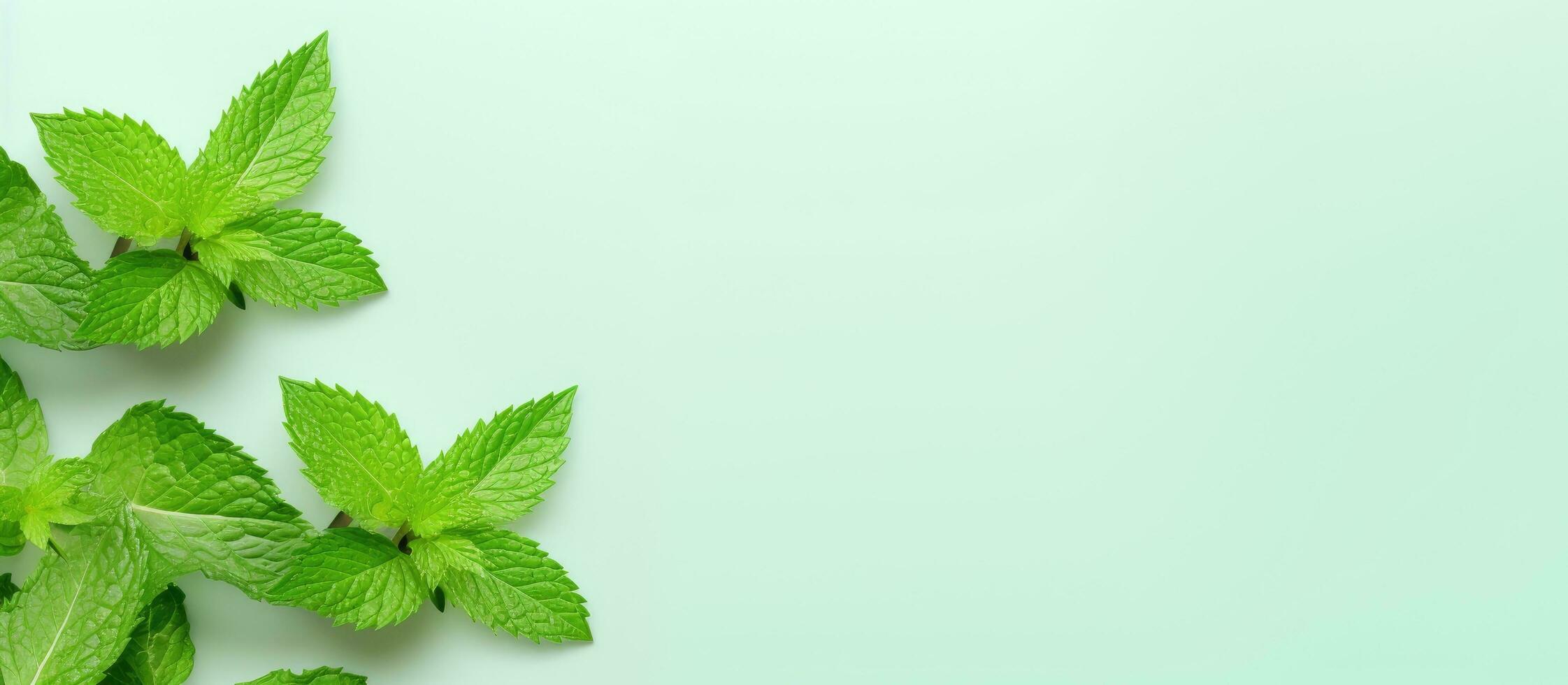 Photo of fresh mint leaves on a light blue background with copy space with copy space