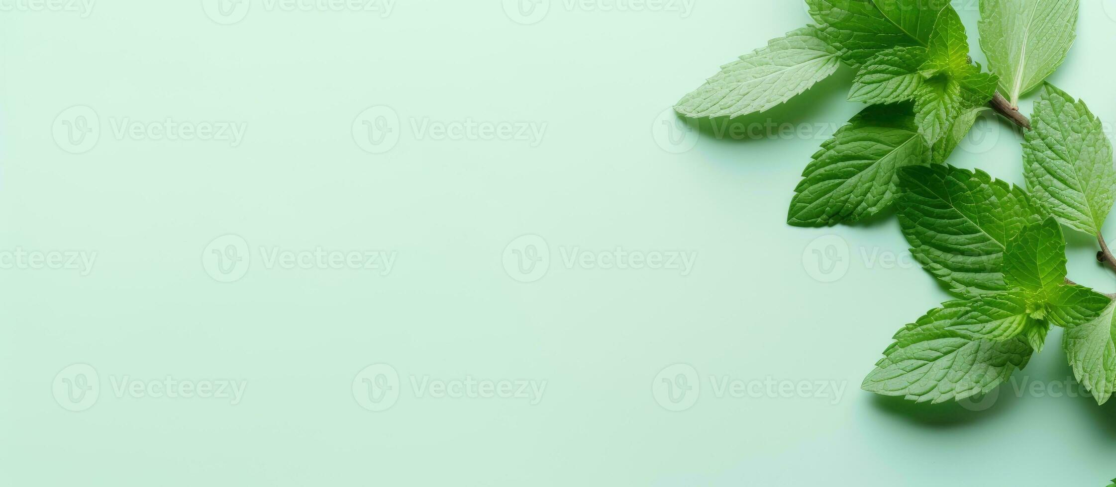 Photo of fresh mint leaves on a vibrant green background with plenty of space for text or design elements with copy space
