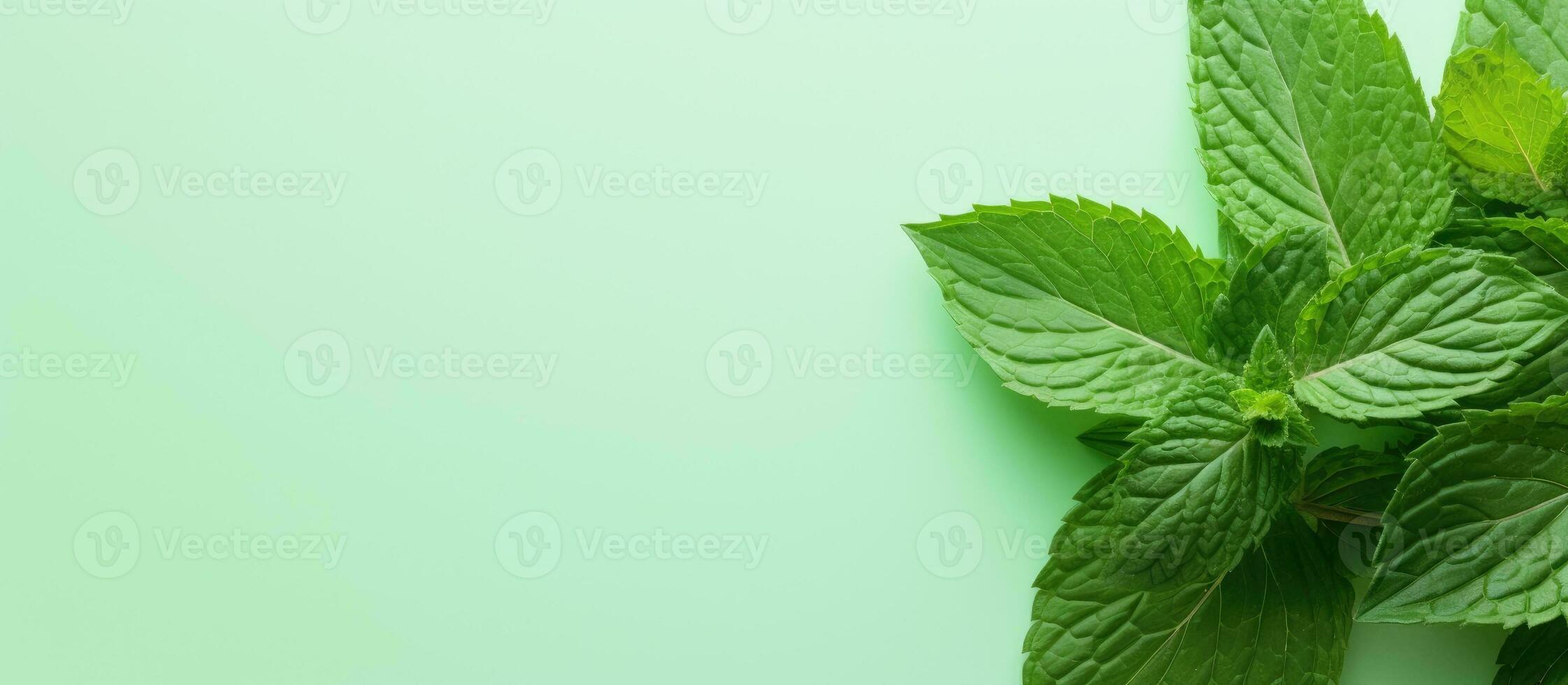 Photo of a vibrant and fresh mint plant on a lush green background with copy space