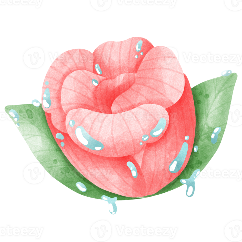 pink rose with dew png