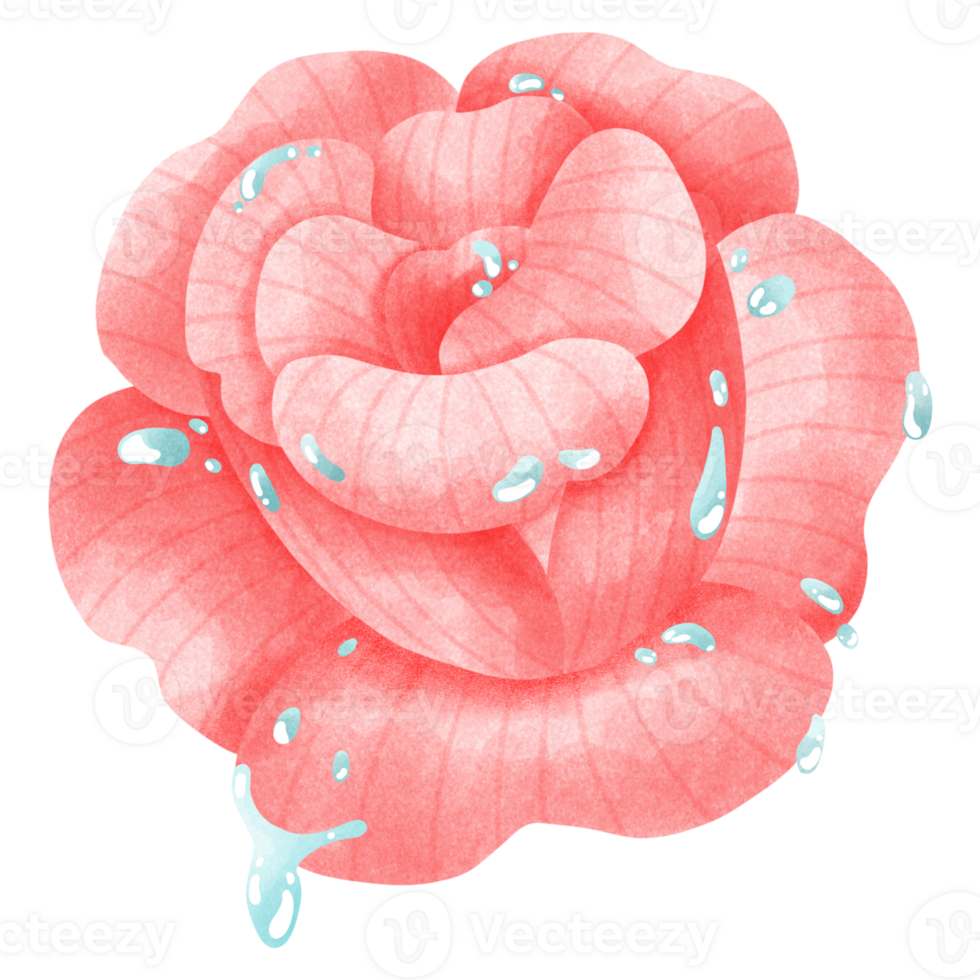 pink rose with dew png