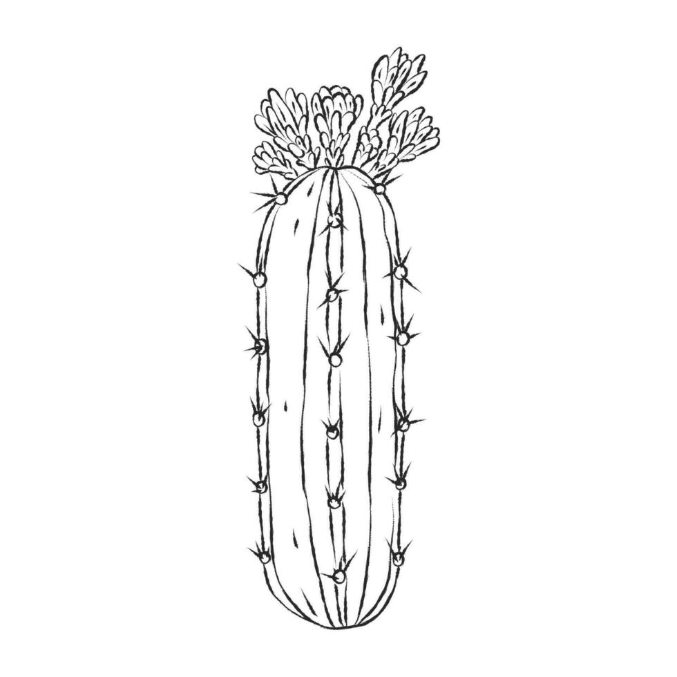 Brush painted cactus with flowers. Stylized simple black and white plant vector