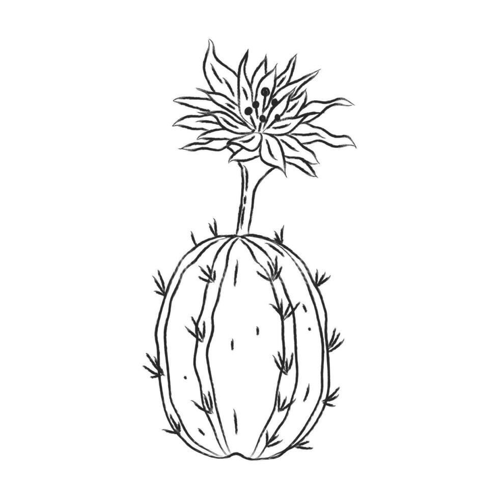 Hand drawn blooming cactus in brush painted style. Simple monochrome plant illustration vector