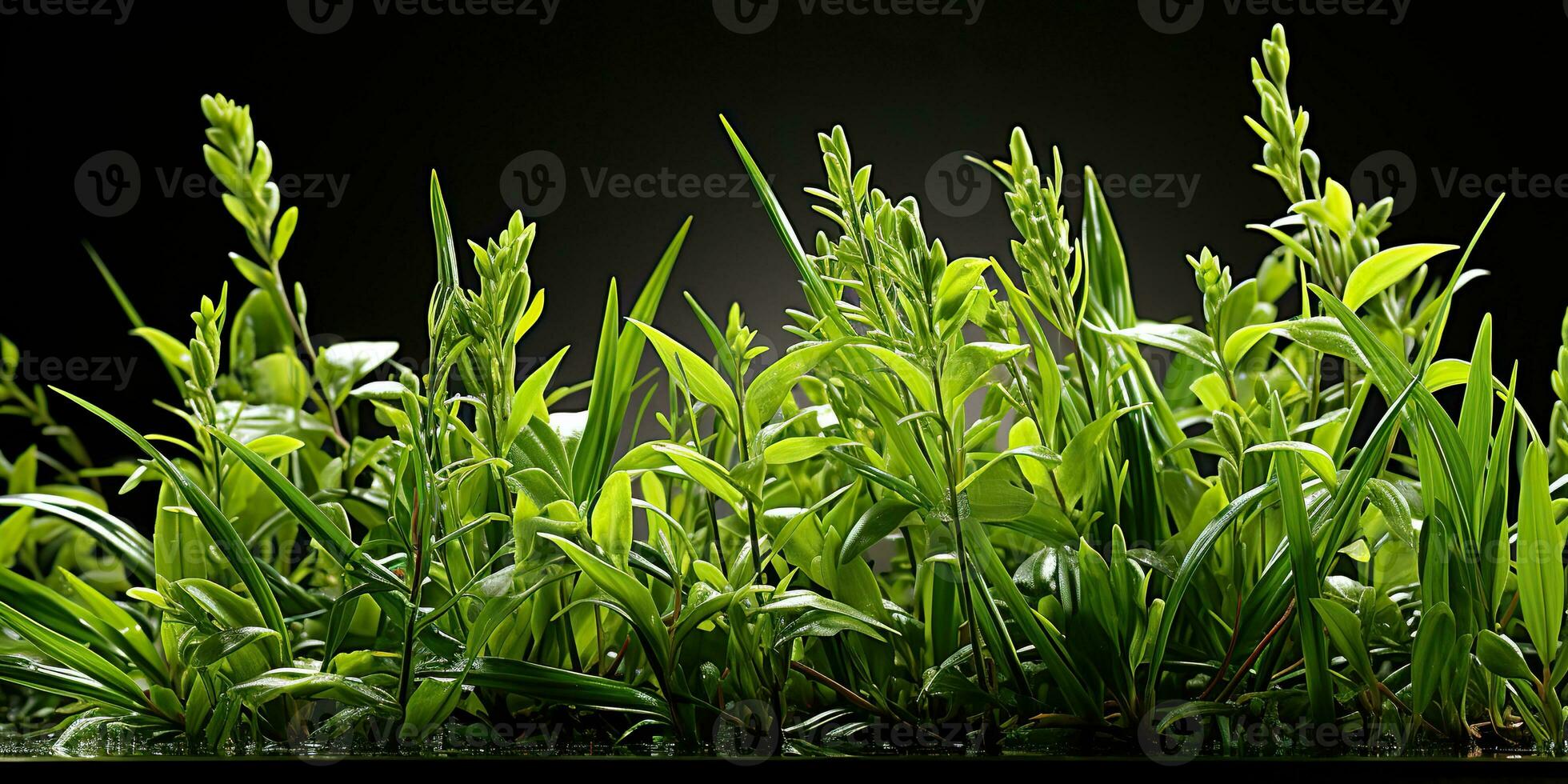 AI Generated. AI Generative. Nature outdoor wild green grass background. Plant field landscape. Graphic Art photo