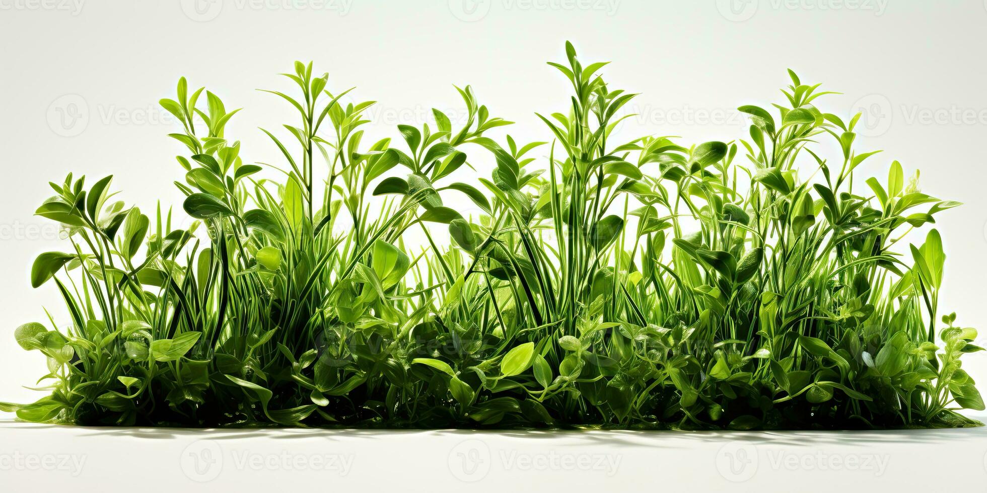 AI Generated. AI Generative. Nature outdoor wild green grass background. Plant field landscape. Graphic Art photo