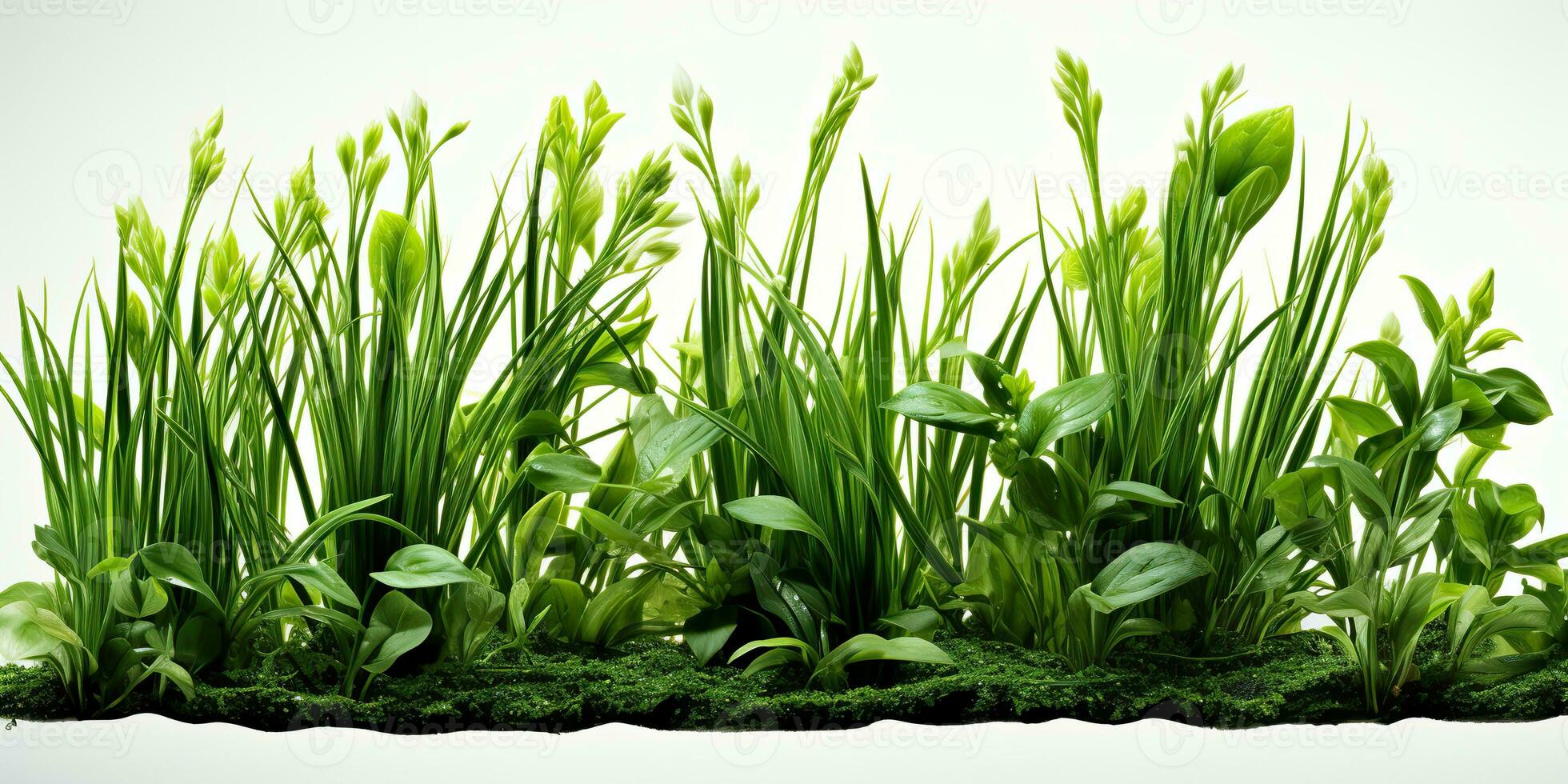 AI Generated. AI Generative. Nature outdoor wild green grass background. Plant field landscape. Graphic Art photo